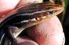 tn_skink.jpg (2364 bytes)