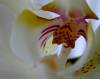 tn_aorchid.jpg (2103 bytes)