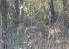 tn_coyote.jpg (2476 bytes)