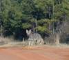 tn_coyote.road.jpg (2364 bytes)