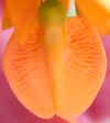 tn_blossom.jpg (2564 bytes)