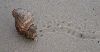 tn_hermitcrab.jpg (1748 bytes)