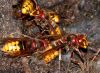 tn_hornets.jpg (3846 bytes)