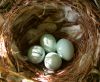 tn_house.finch.nest.jpg (3799 bytes)