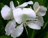 tn_lilies.jpg (3881 bytes)