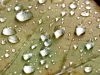 tn_poplarleafrain.jpg (3770 bytes)