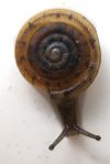 tn_sailsnail.jpg (3275 bytes)