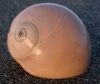 tn_fibonacci.shell.jpg (2540 bytes)