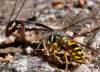 tn_cricket.yellowjacket.jpg (3100 bytes)