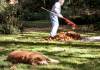 tn_dogsrule.jpg (2807 bytes)