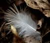tn_feather.hidden.jpg (2684 bytes)