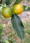 tn_kumquat.stork.jpg (3590 bytes)