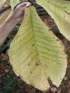 tn_leaf.event.jpg (3737 bytes)
