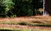 tn_sweaterlawn.jpg (2286 bytes)