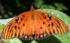 tn_adultfritillary.jpg (2570 bytes)