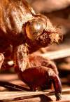 tn_cicada.snout.jpg (4624 bytes)