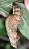 tn_frit.chrysalis2.jpg (4035 bytes)