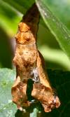 tn_fritchrysalis.jpg (4447 bytes)