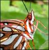 tn_fritillary.jpg (3831 bytes)