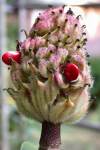 tn_magnolia.seed.cone.jpg (4264 bytes)