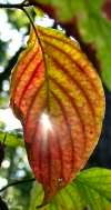 tn_pinhole.dogwood.leaf.jpg (5243 bytes)