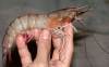 tn_shrimp.jpg (1901 bytes)