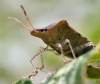 tn_stinkbug.jpg (2181 bytes)