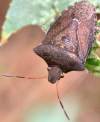 tn_stinkbugtop.jpg (2811 bytes)