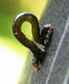 tn_inchworm.glass.jpg (4830 bytes)