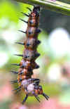 tn_pupating.fritillary.jpg (26657 bytes)