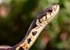 tn_brownsnake.jpg (2241 bytes)