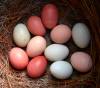 tn_fresheggs.jpg (2816 bytes)
