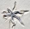tn_starfish.shadow.jpg (2484 bytes)