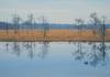 tn_wintercypress.jpg (1724 bytes)