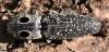 tn_click.beetle.jpg (2511 bytes)