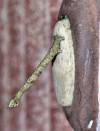 tn_doorbell.stick.jpg (3251 bytes)