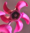 tn_helical.blossom.jpg (2665 bytes)