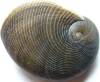 tn_earshell.jpg (2364 bytes)