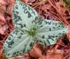 tn_trillium.jpg (3700 bytes)