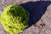tn_gumdrop.shadow.jpg (23212 bytes)