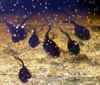 tn_tadpole.glimmers.jpg (26233 bytes)