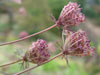 tn_gothic.wildflowers2.jpg (3043 bytes)