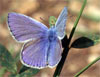 tn_it.hairstreak.jpg (3497 bytes)