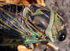 tn_cicada.jpg (3899 bytes)