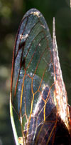 tn_cicadawing.jpg (8191 bytes)