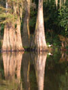 tn_cypress.ibis1.jpg (5862 bytes)