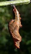 tn_fritillary.chrysalis.jpg (24163 bytes)