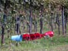 tn_grape.harvest.jpg (2855 bytes)