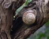 tn_rosemary.snail.jpg (2281 bytes)