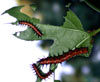 tn_threecats.jpg (3325 bytes)